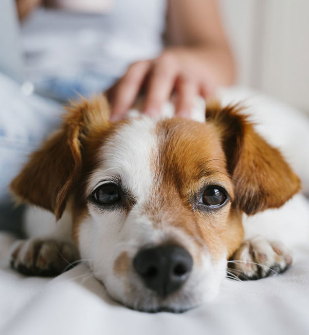 Grants Warm Hearts Pet Safe Havens